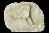 Fossil Crinoid (Platycrinites) - Missouri #148977-1